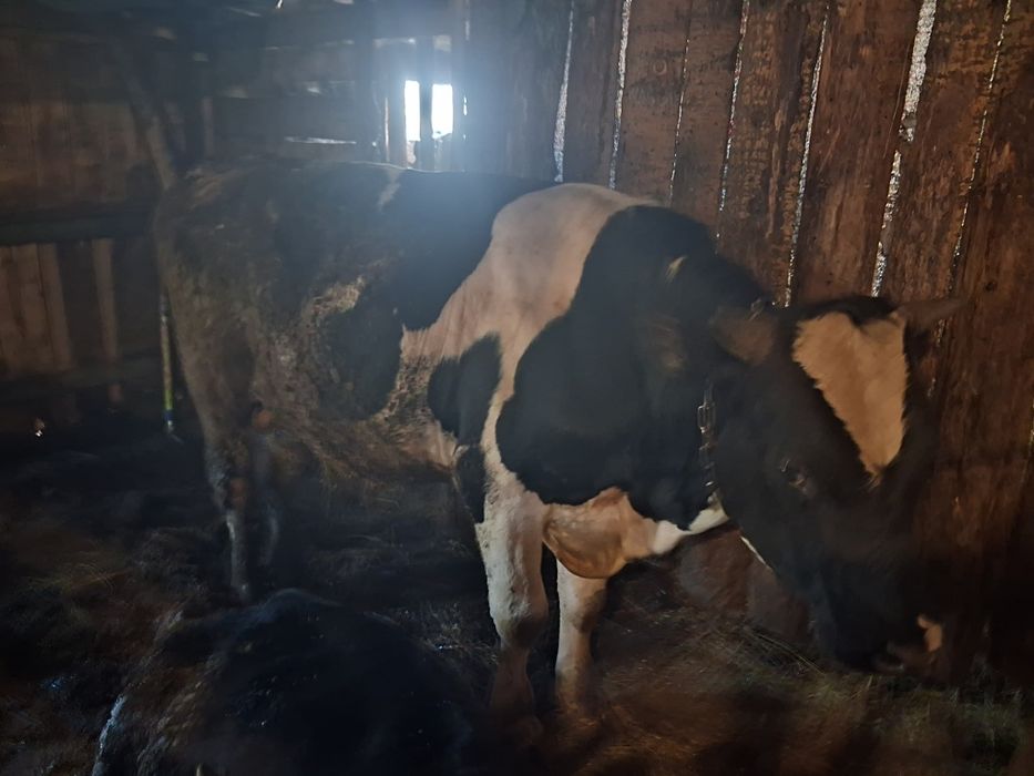 Продам быка возраст 1.5  года
