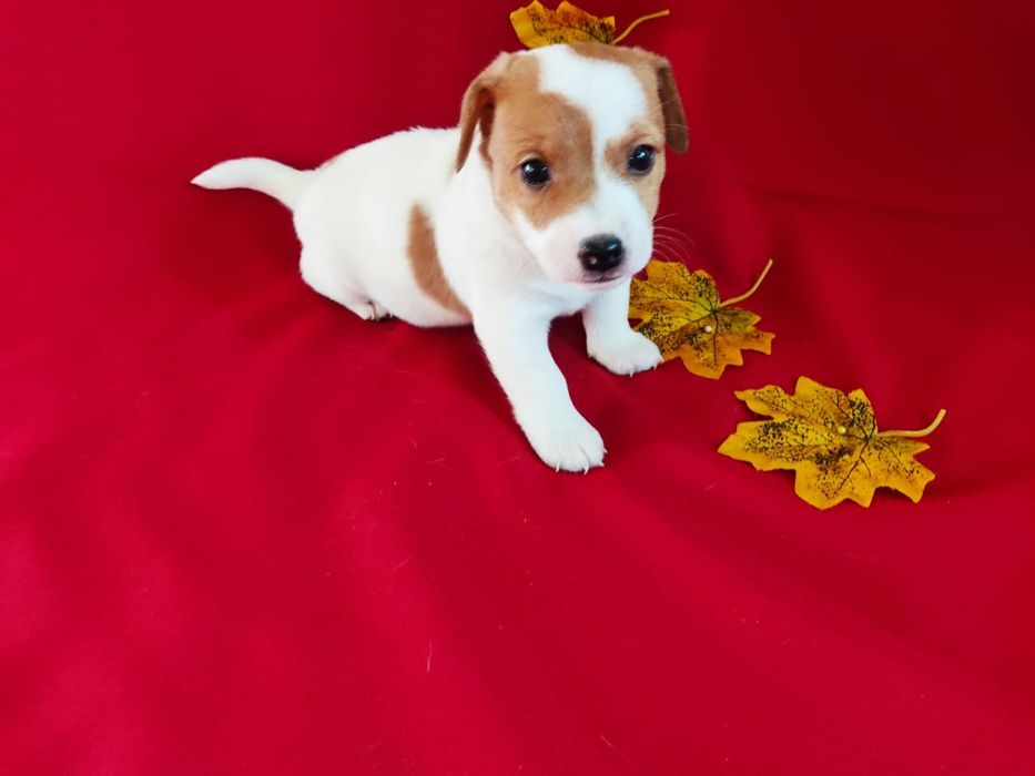 Продам щенков Джек Рассел терьера