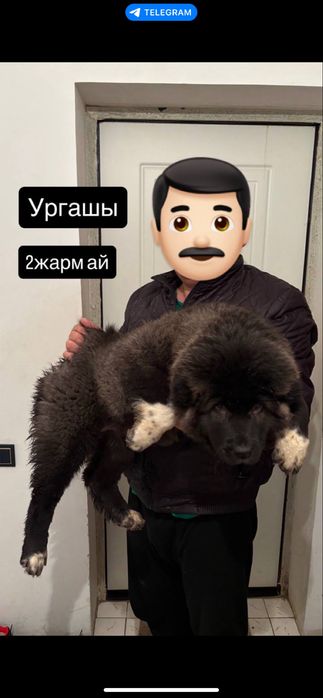 Сатылады тобет кушик