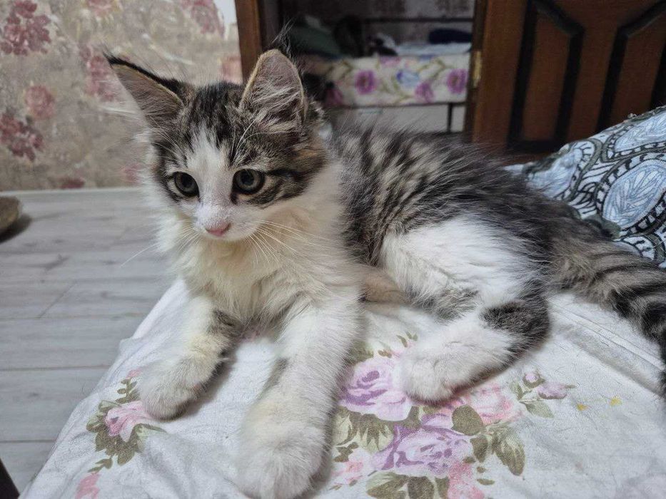 Котёнок.Отдам в добрую семью!