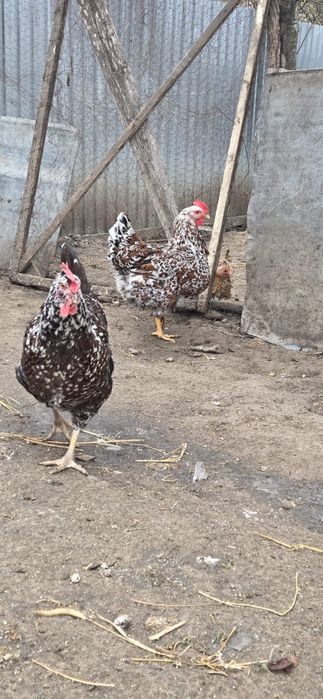 Oua incubat gaini livenski