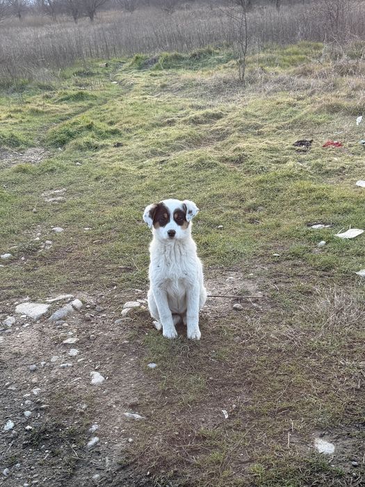 Бебета кученца- две женски и едно мъжко