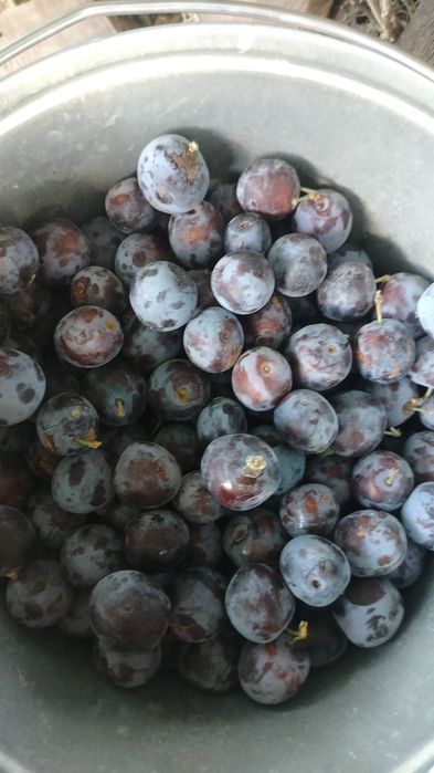 Продам  домашнюю сливу