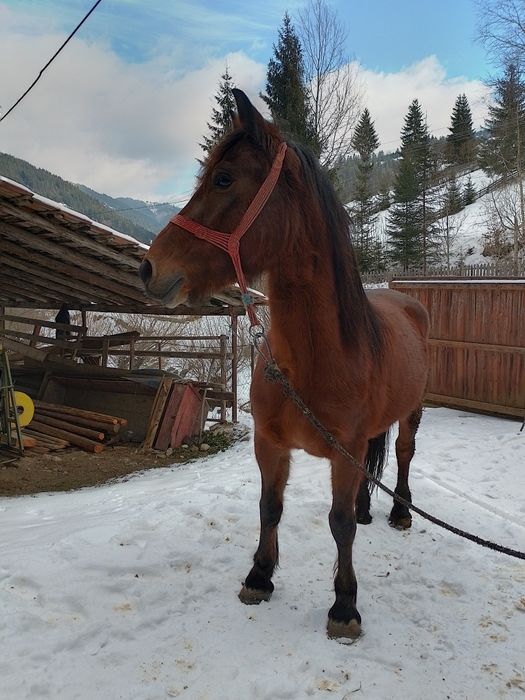 Iapa de vânzare de 4 ani