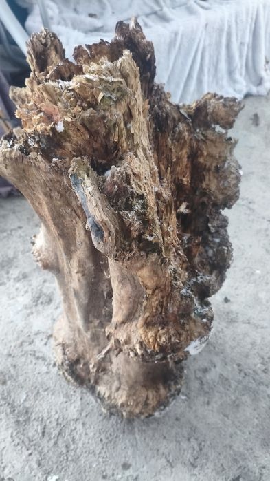 Пень карагача декоративный