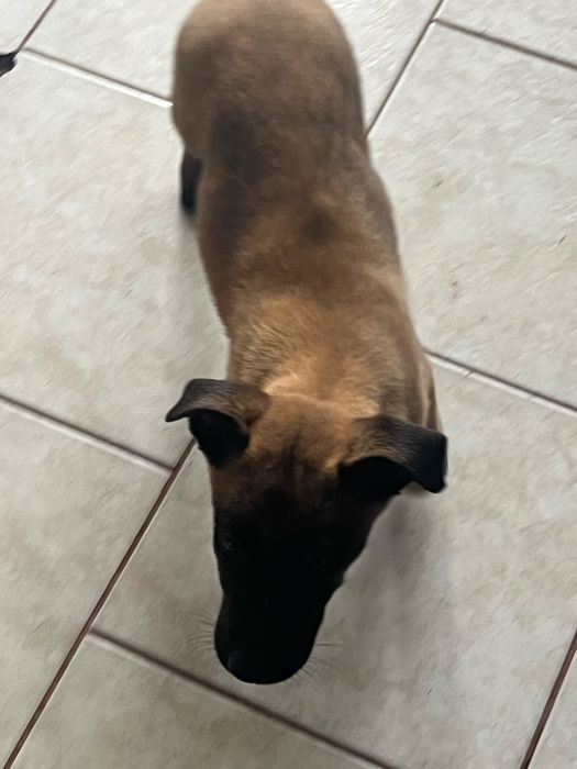 Белгийска овчарка-малиноа