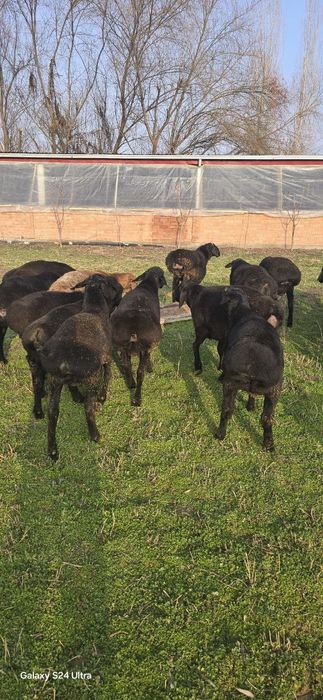 Qo'y, куй, qoy, кучкор, qochqor, qo'chqor