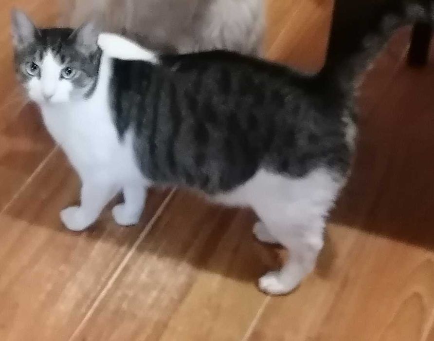 Ofer spre adoptie pisicuta in varsta de 4 ani