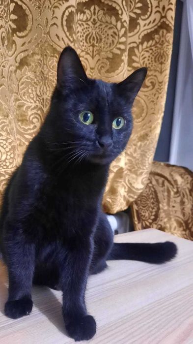 Мини пантера ищет человека чтобы любить