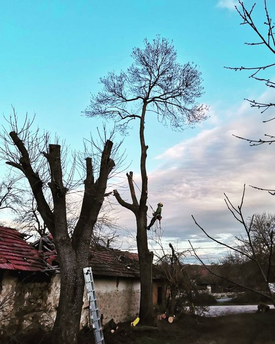 Премахване на опасни дървета, оформяне, рязане, кастрене Tree Service