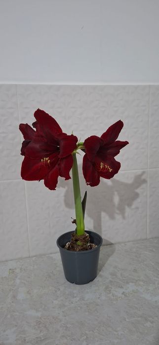 Амариллис бордовый Royal Velvet
