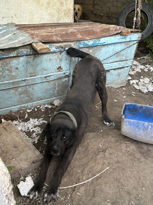 Алабай 3 жасар ..