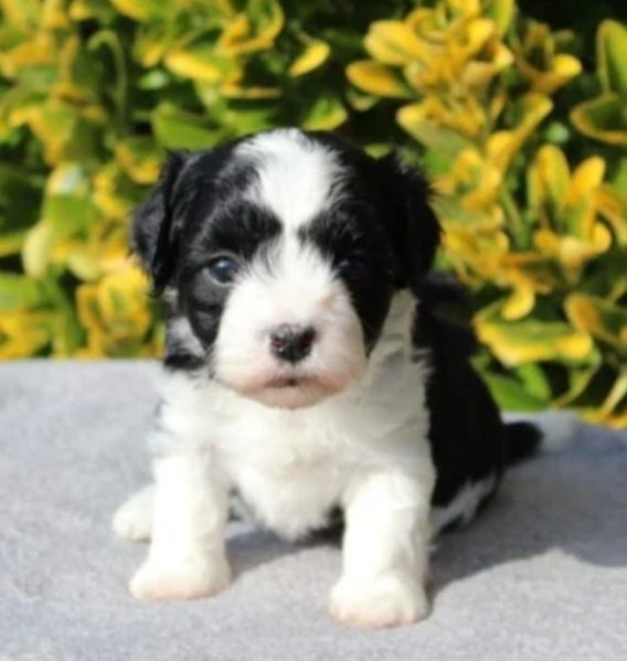 Bichon Havanez cu pedigree