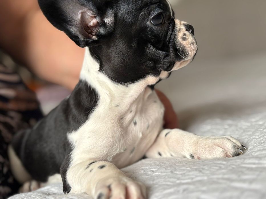 Щенки Французского бульдога.  Девочки .