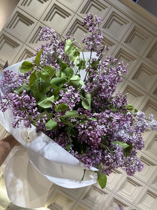 Цветы сирень свежий