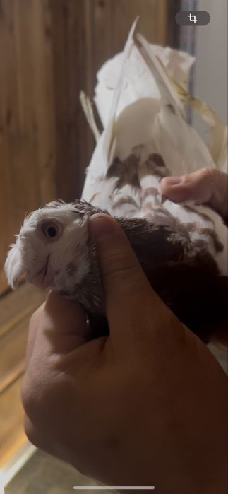 Голуби Капкан самец