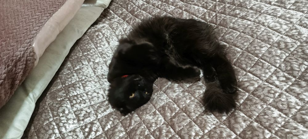 Itning katta siki bor