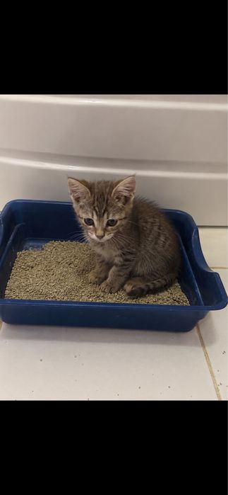Отдам в добрые  руки котенка мальчик