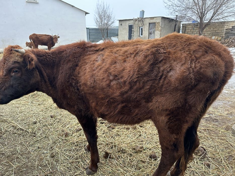 Тез арада сауда бар