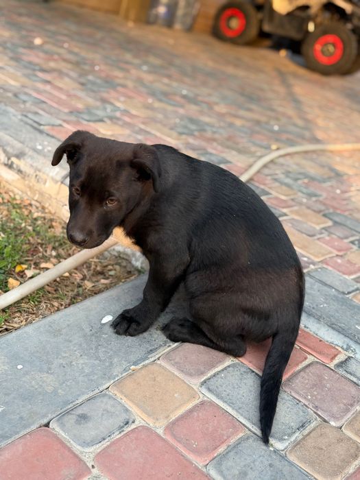 Мальчик помесь с лабрадором ищет дом)