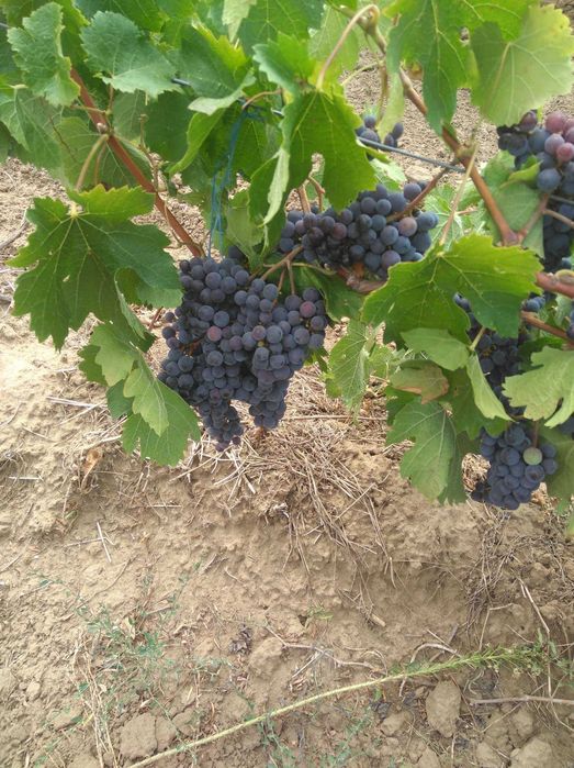 Vindem struguri roșii nobili DOC & IG – clonuri franțuzești | Umbrești-Deal , Galati