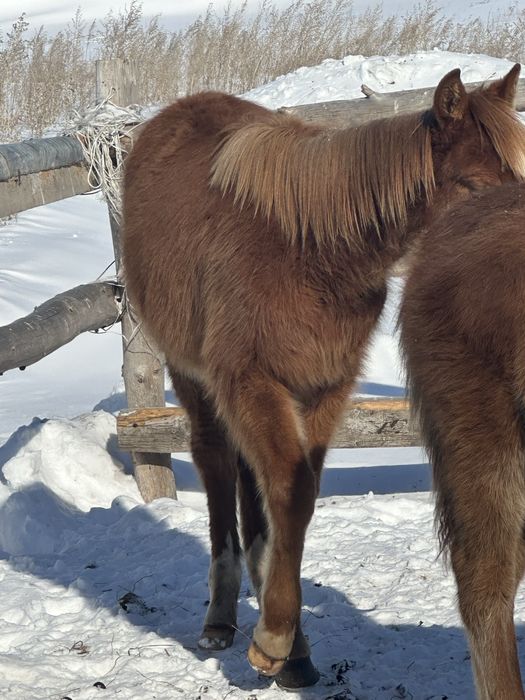 Лошади жеребята