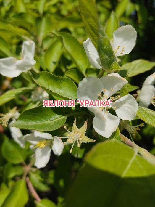 Продам дачу на Бобровке