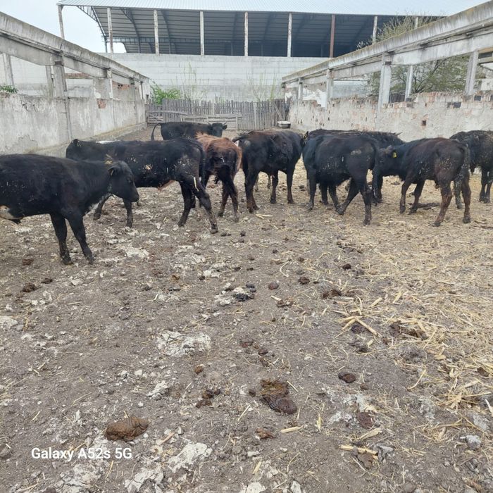Vand taurasi medie pana în 250 kg