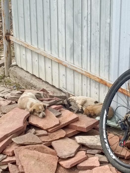 Отдам СРОЧНО щенков