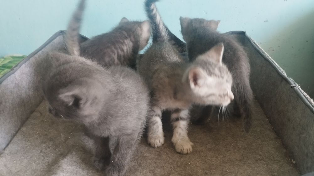 Отдам котят в хорошие руки