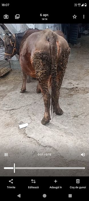 Vând vacă gestantă în 8 luni