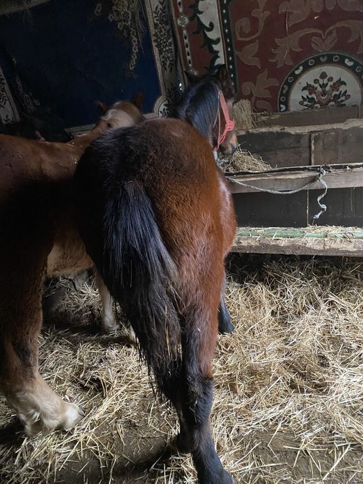 Manz si o manza de 6-7 luni