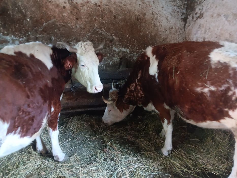 Vaci și juninci de vânzare