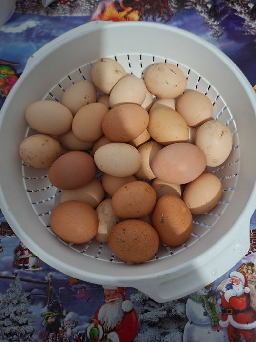 Oua de tara pentru consum