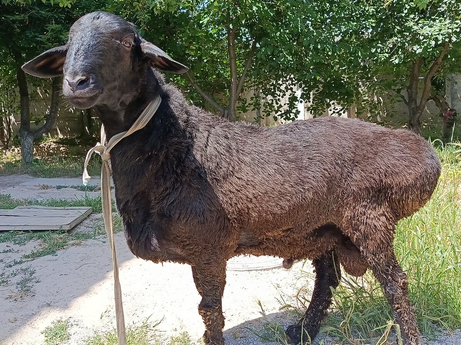 Qoʻchqor qoʻy semizgina 65kg vesi yemlangan