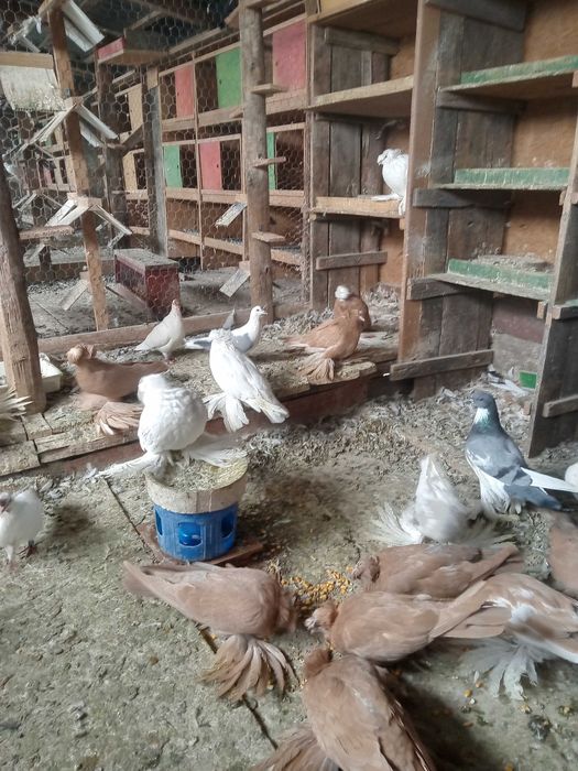 Vind porumbei gușați și toboșari germani