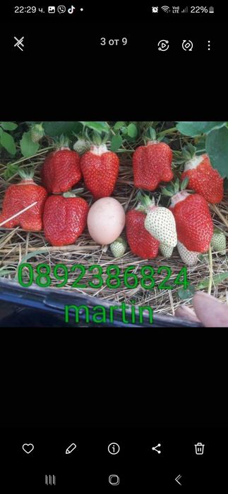 Разсад ягоди и малини