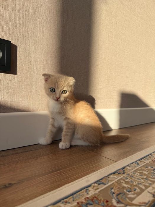 Котёнок 1,5 месяцев мальчик
