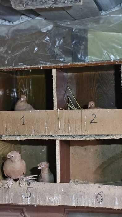 Голуби разные, подробная информация в описании