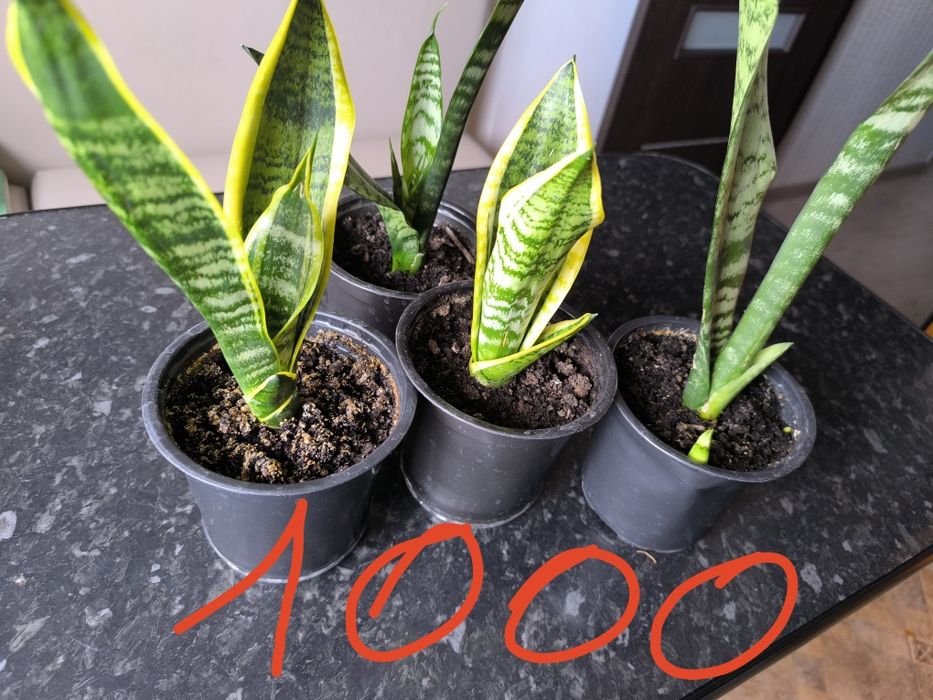 Продам комнатные цветы