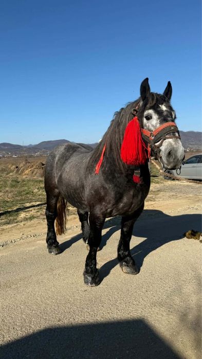 Ofer pentru monta un armasar