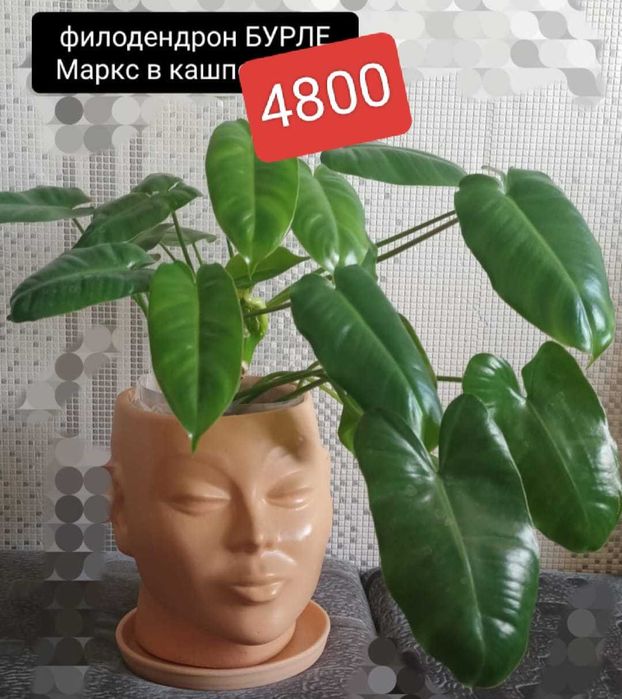 Продам от 3000т и меньше филодендроны