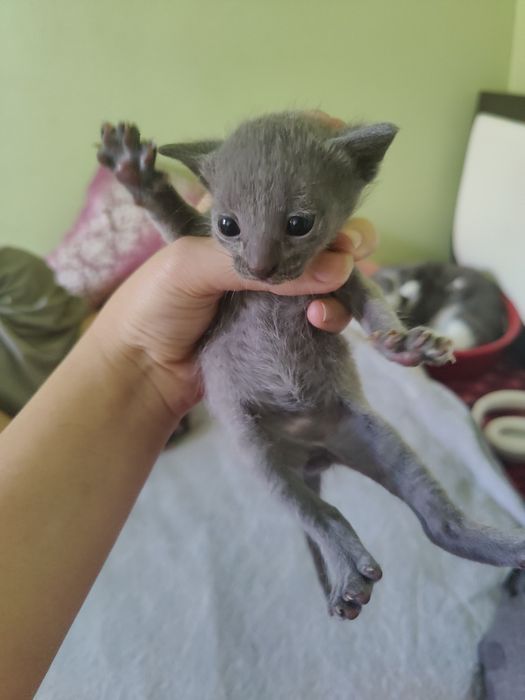 Котята бесплатно, 1 мальчик, 2 девочки