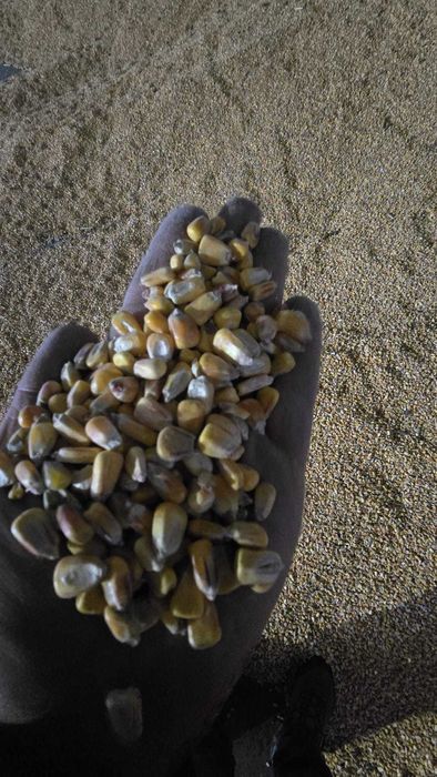 Vand cereale - orz, grau, porumb, malai furajer, tarate