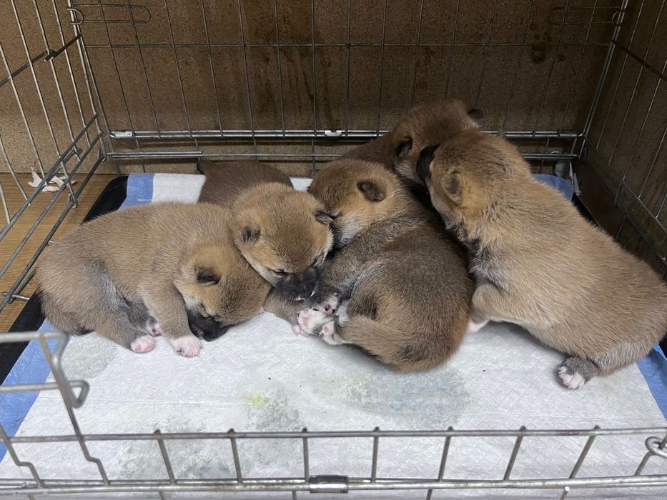 Кучета Шиба Ину /shiba inu