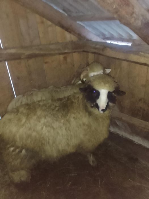 Noatin Brez de vânzare