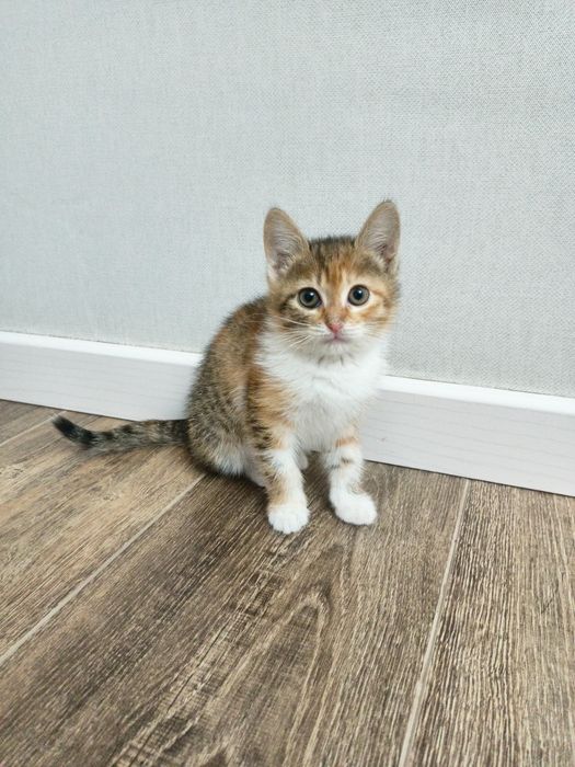 Отдам кошку безплатно