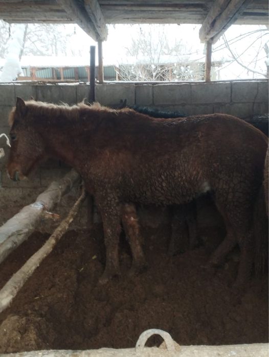 Продам жеребчеков Алтайской породы