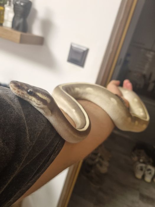 Femelă de piton regal