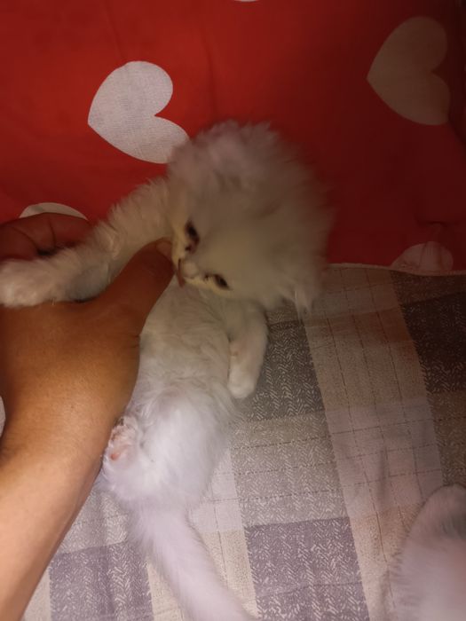 Кошки фолдинкиии